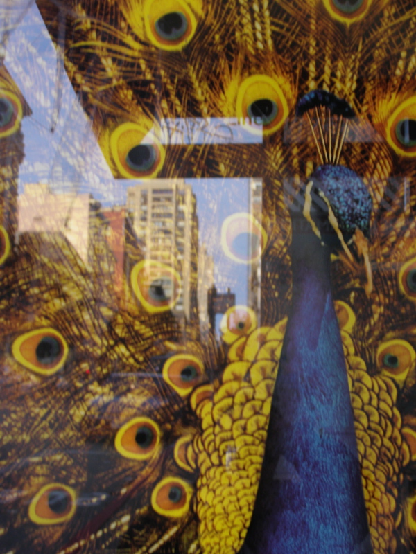 Peacock