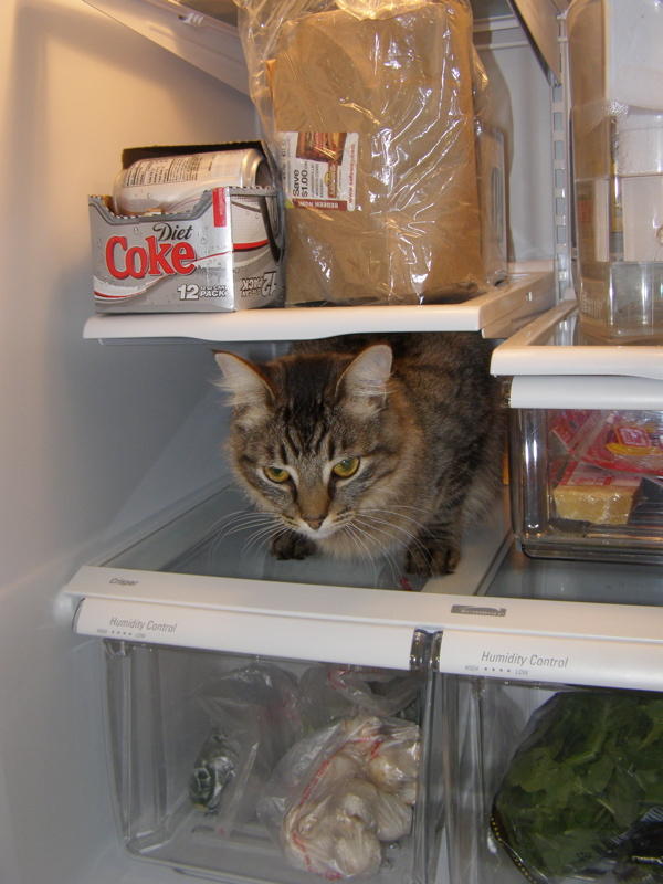 Cool Kitty