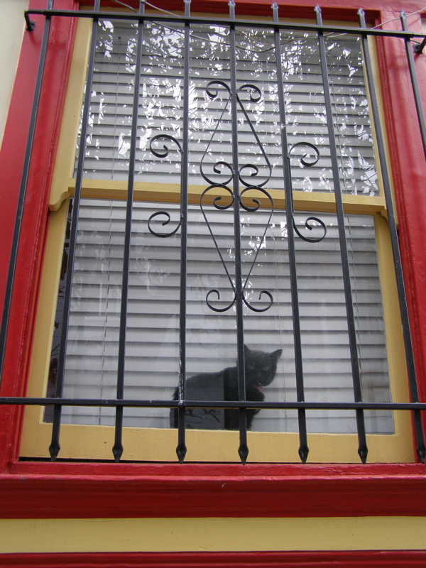 Natoma Street Kitty