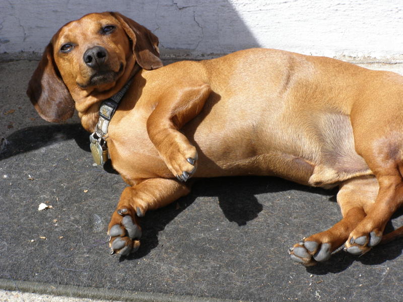Pacific Street Hound