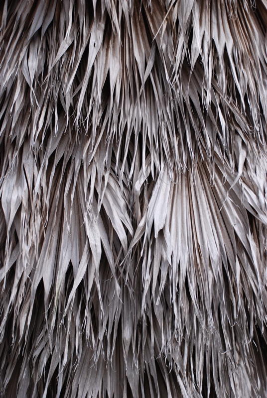 Palm