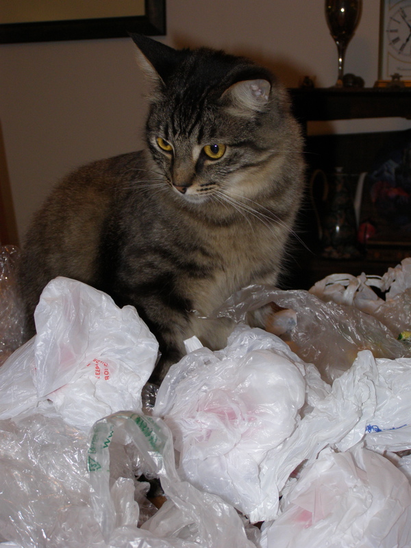 Rocky with Plastic Bags