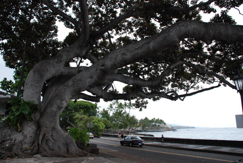 Downtown Kona Tree