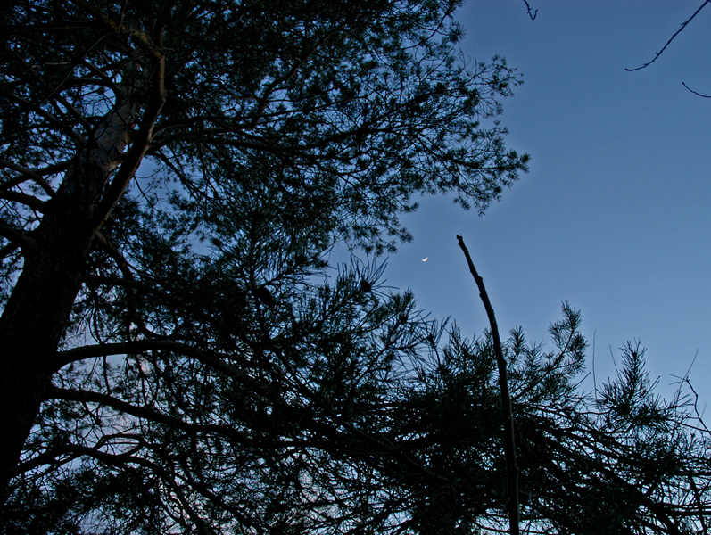 Moon Through the Pines