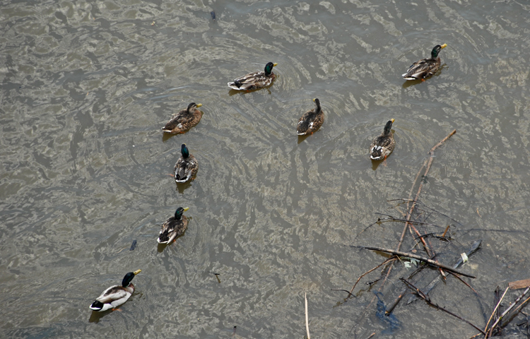Ducks Rush In Where Humans Fear to Tread - Swimming in the Ohio River