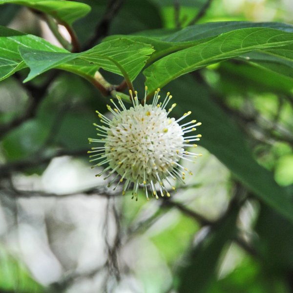 Button bush seed pods and ...