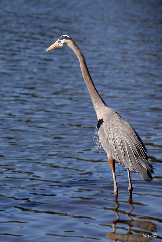 Great Blue Heron , Ardea herodias