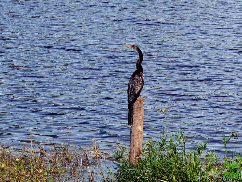 Anhinga anhinga