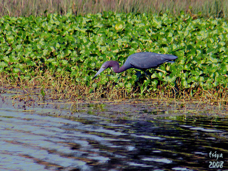 Little Blue Heron Egretta caerulea