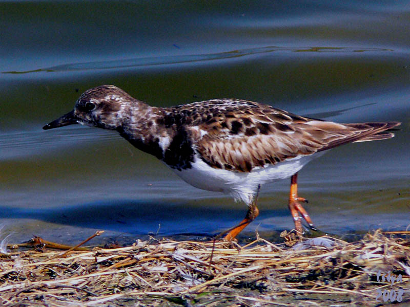 Ruddy Turnstone  Arenaria interpres