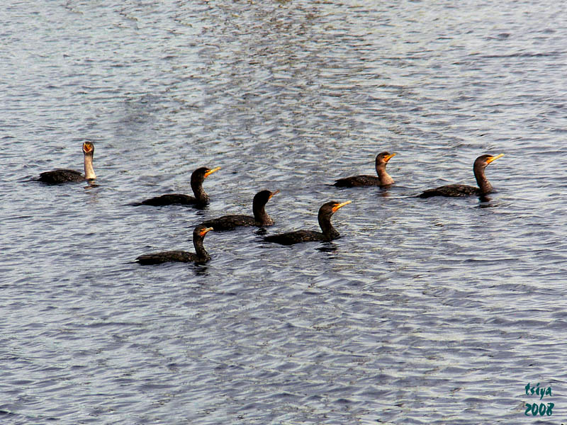 Double-crested Cormorant  Phalacrocorax auritus