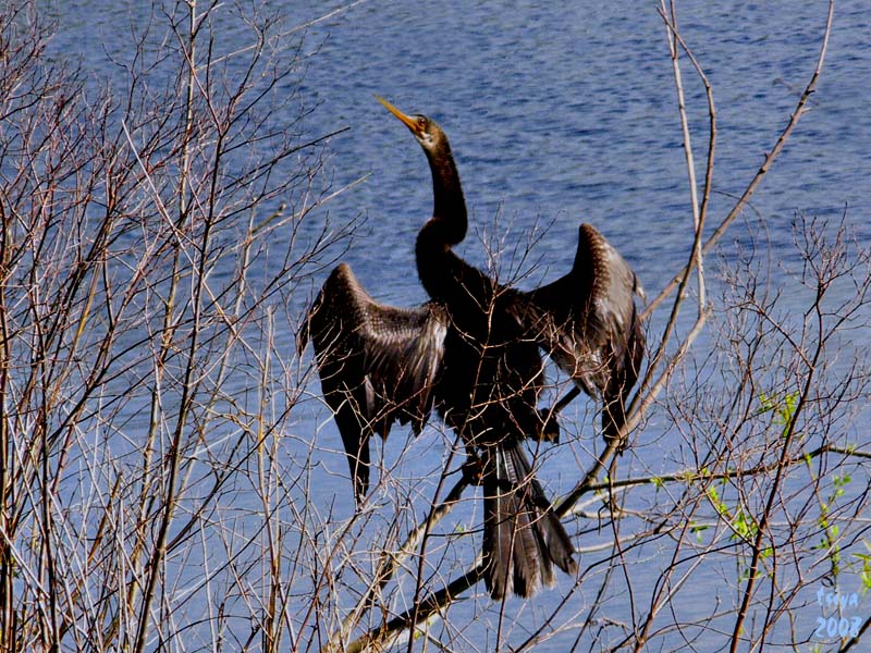 Anhinga anhinga