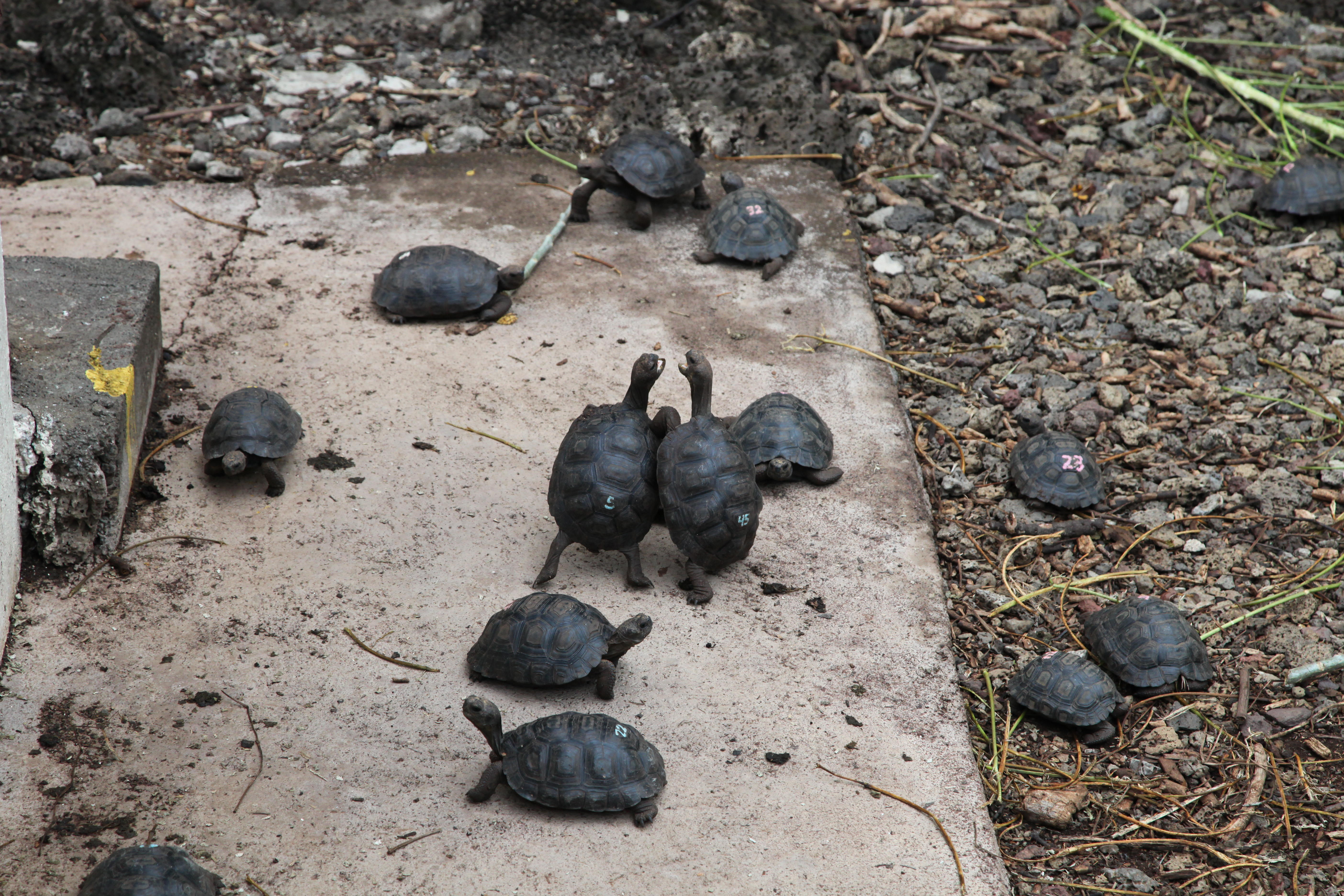 Young Tortoises