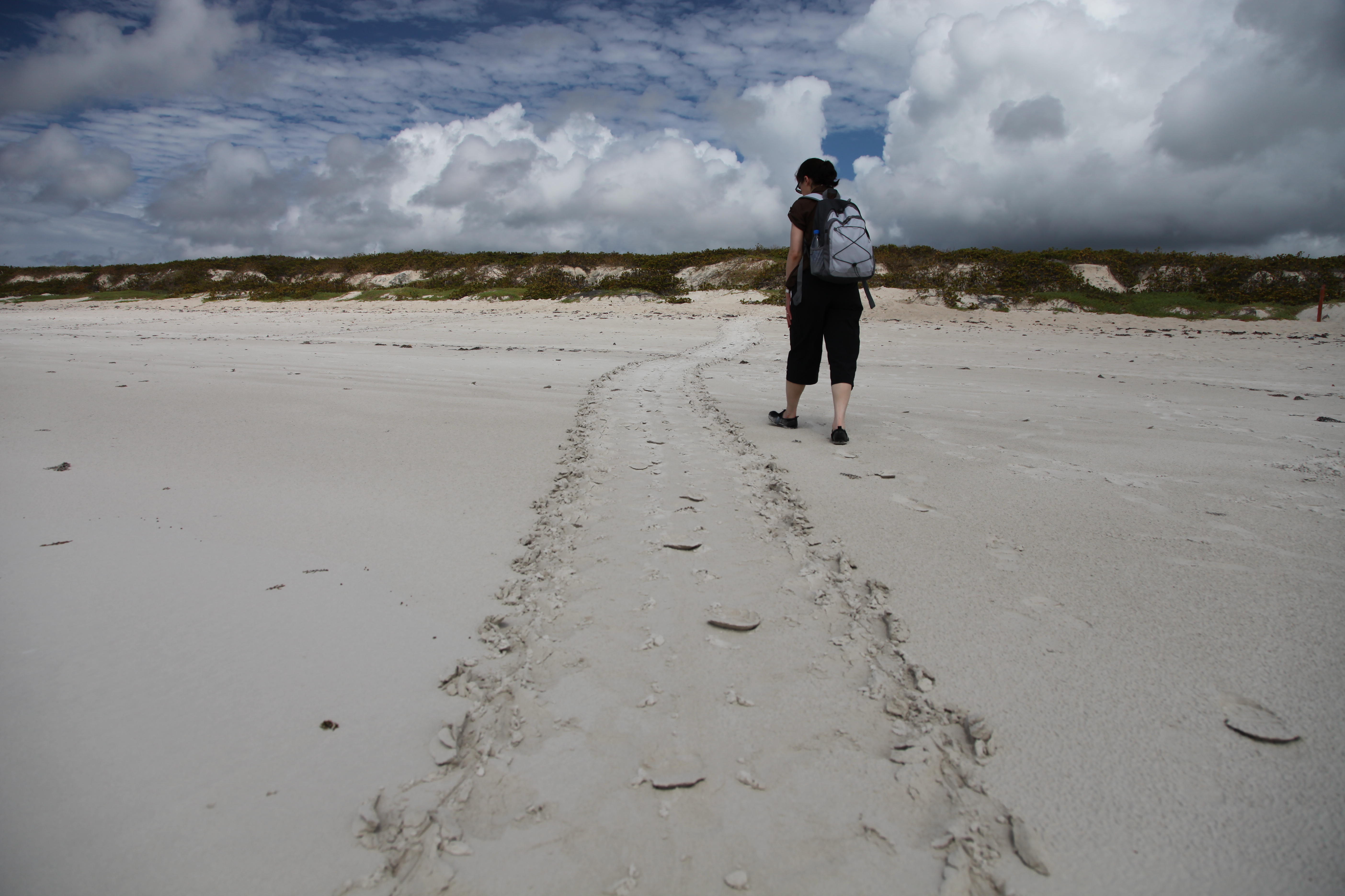 Sea Turtle Tracks