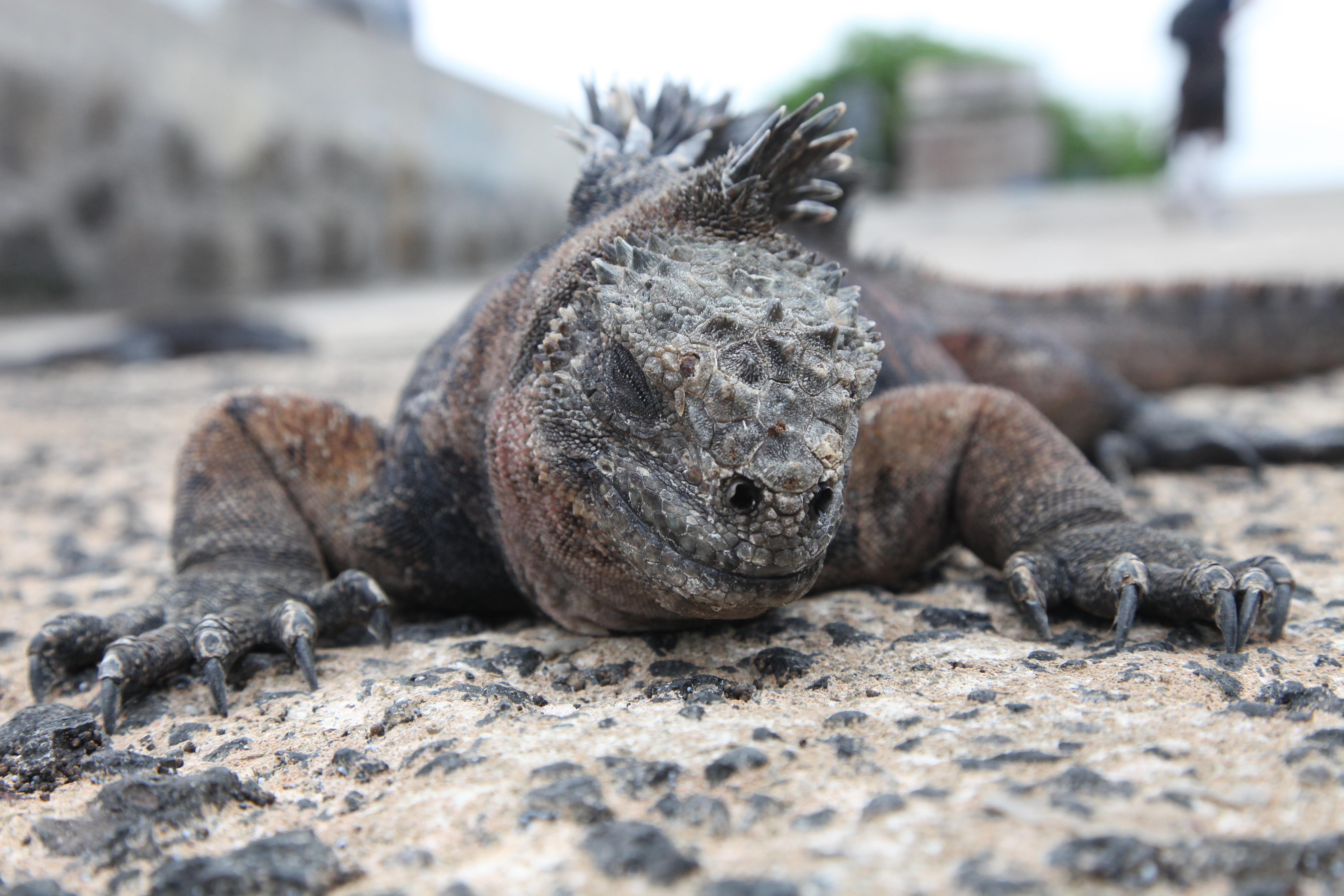 Galapagos Iguana