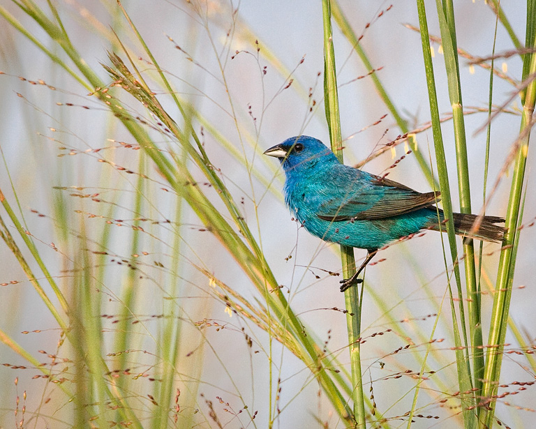 Indigo Bunting