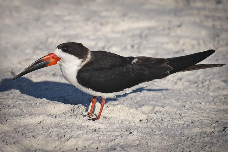 Black Skimmer up Close