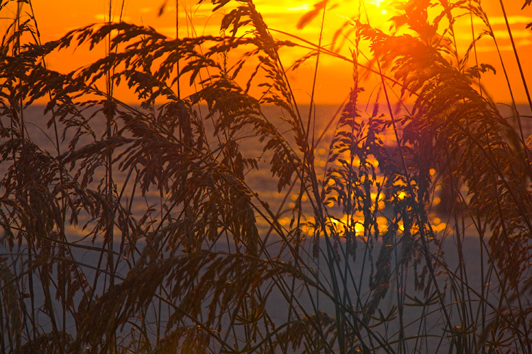 Sea Oats Sunset