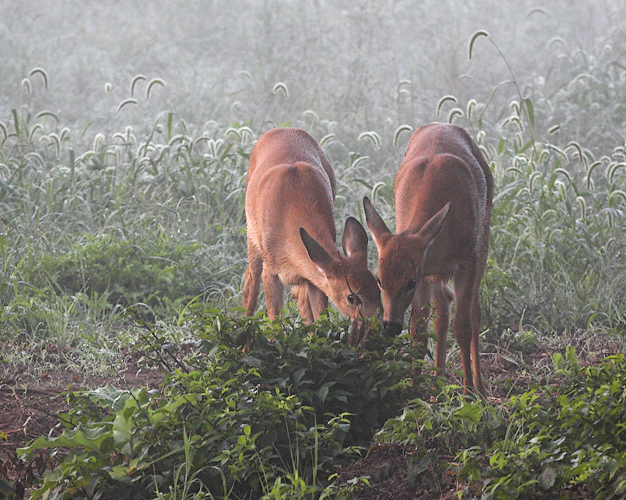 Twins Sharing a Meal