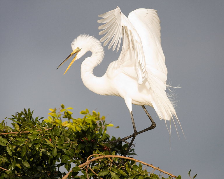 Great Egret Landing