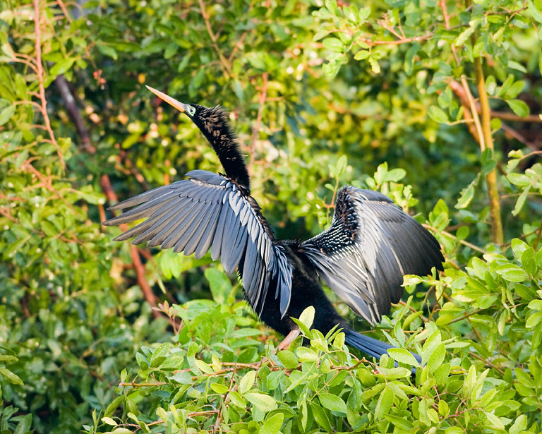Anhinga Stretch