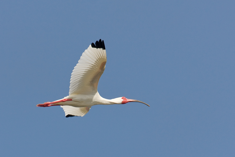 Ibis Flying