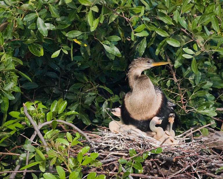 Anhinga Mom n 3 Chicks