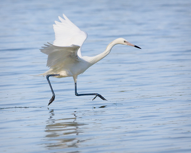 Reddish Egret White Morf Dance