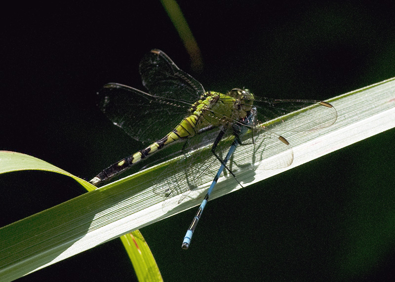 Eastern Pondhawk Lunch