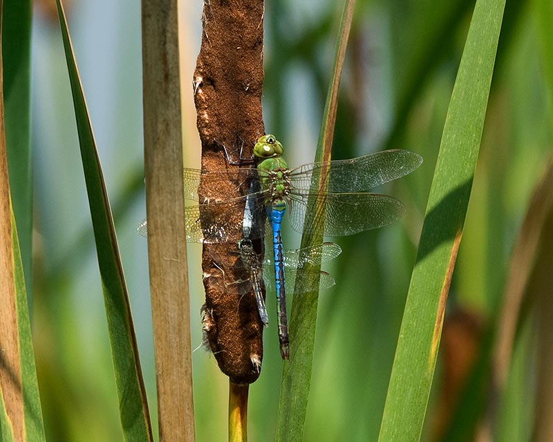 Green Darner & Blue Dasher Pair