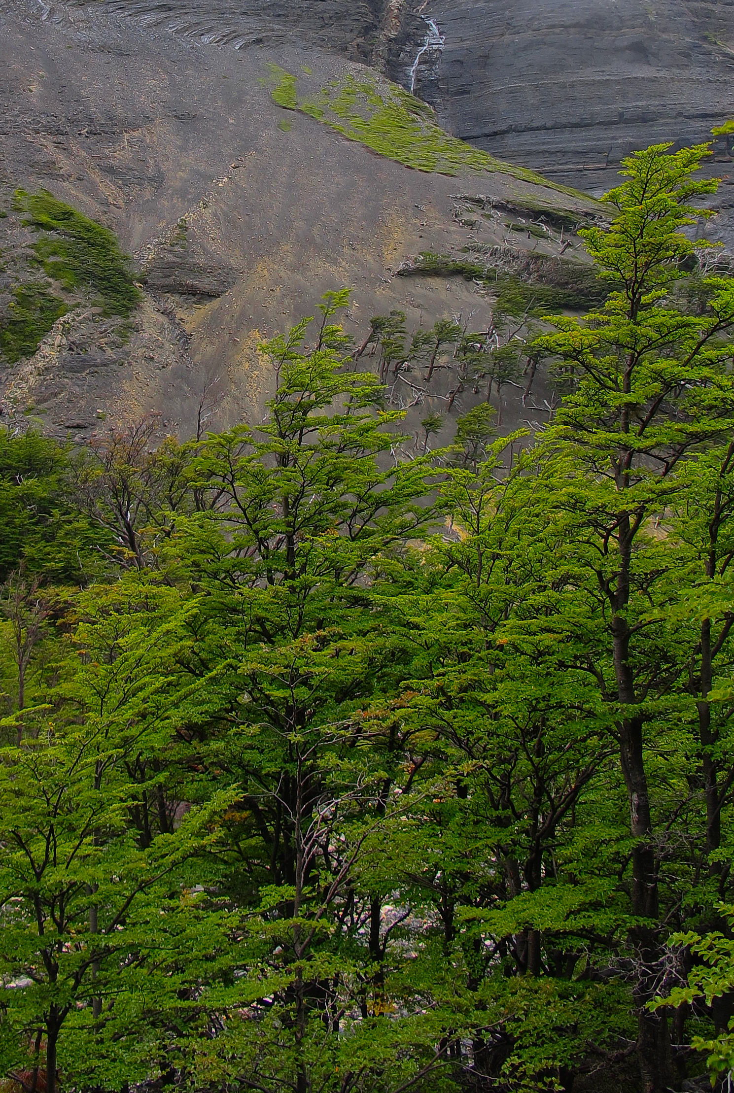 Lenga Forests in Torres Del Paine, Patagonia