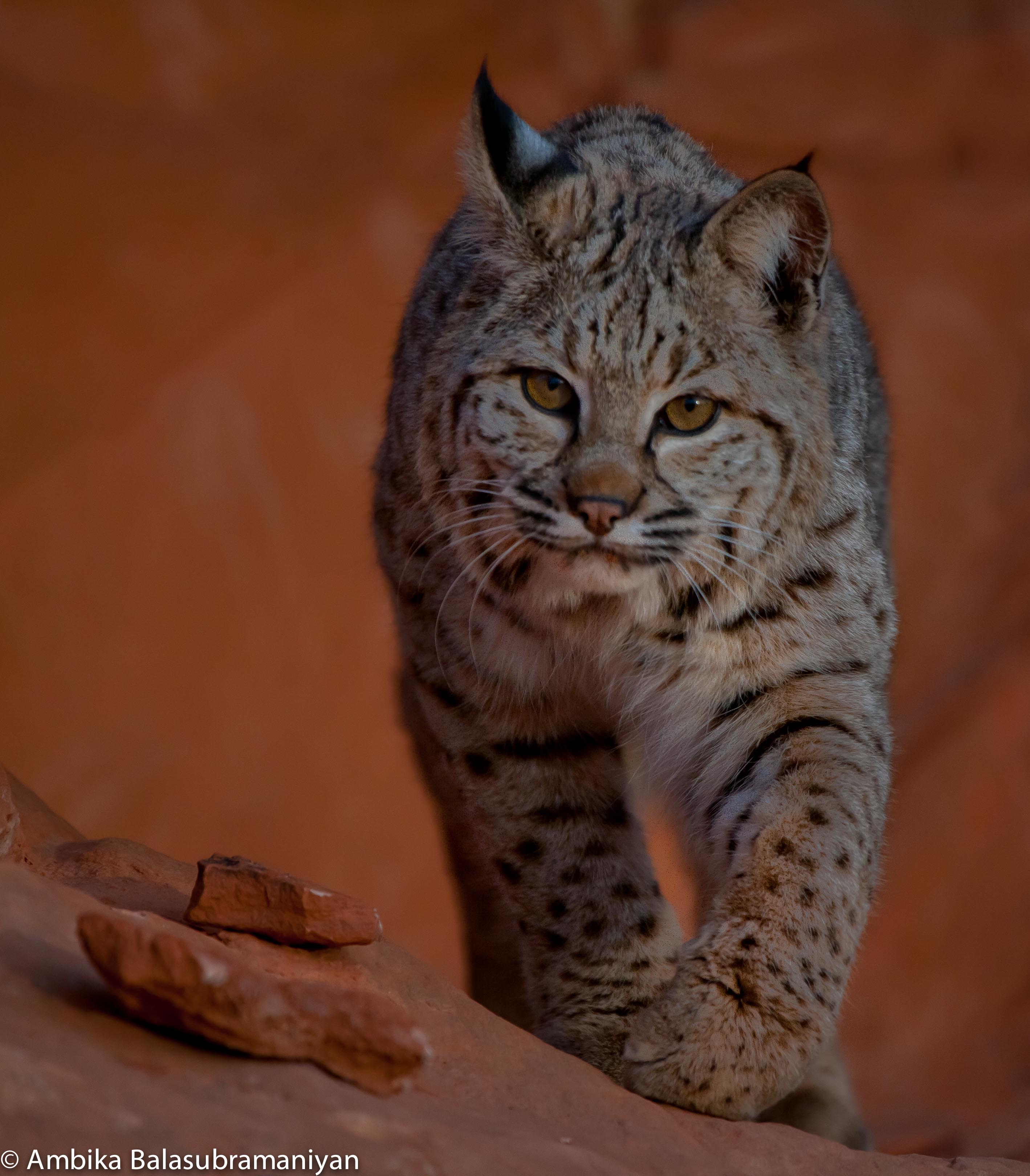 Bobcat