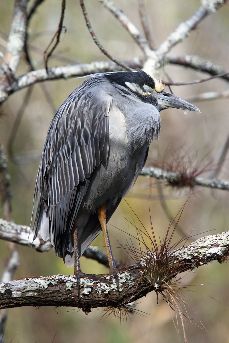 Yellow Crown Night Heron