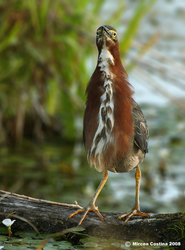 Green Heron (Butorides virescens)