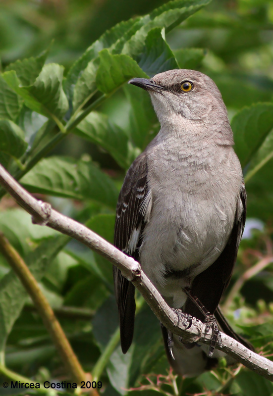 Northern Mockingbird, Le moqueur polyglotte (Mimus polyglottos)