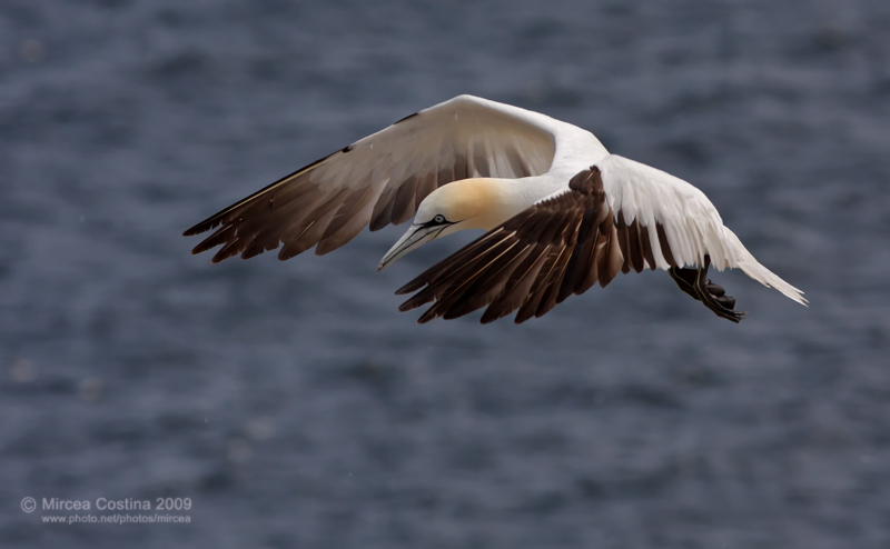 The Northern Gannet (Morus bassanus)