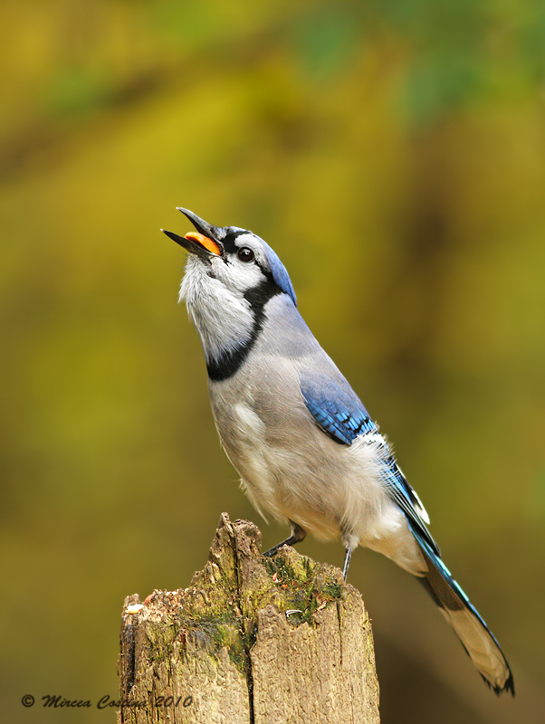 Geai bleu,  Blue Jay  (Cyanocitta cristata)