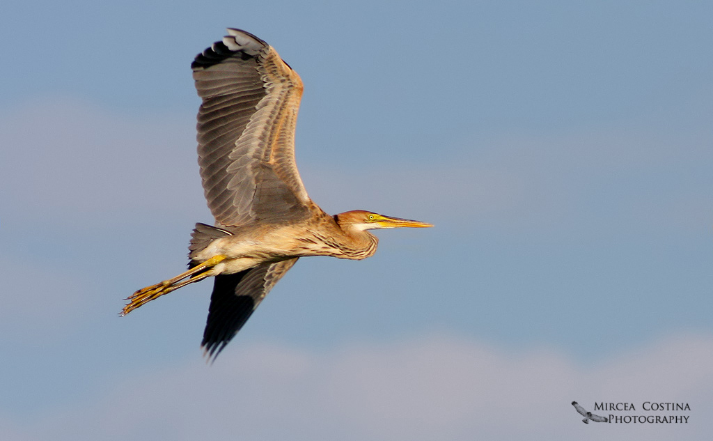 Purple Heron, Hron pourpr ( Ardea purpurea )