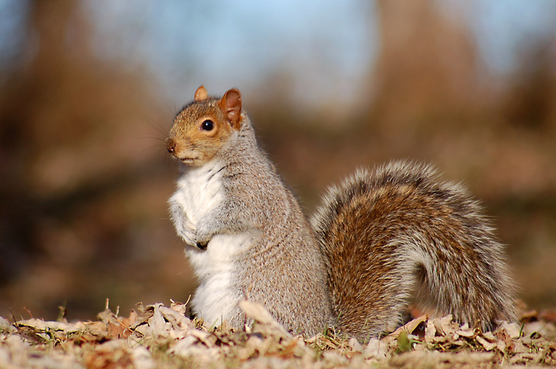 Eastern gray squirrel (Sciurus carolinensis).jpg