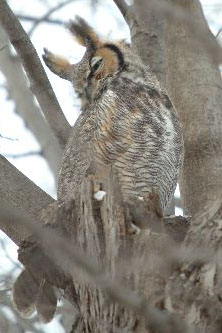 Great Horned Owl