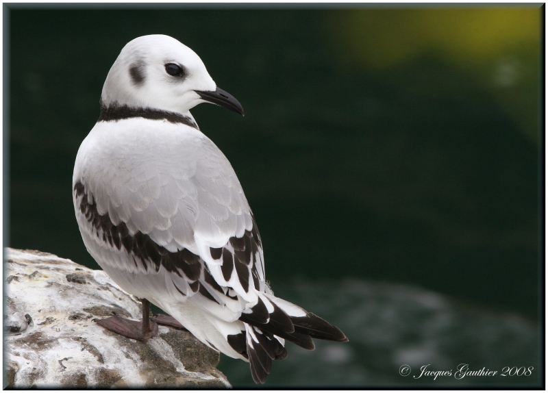 Mouette tridactyle ( Black-legged Kittiwake )