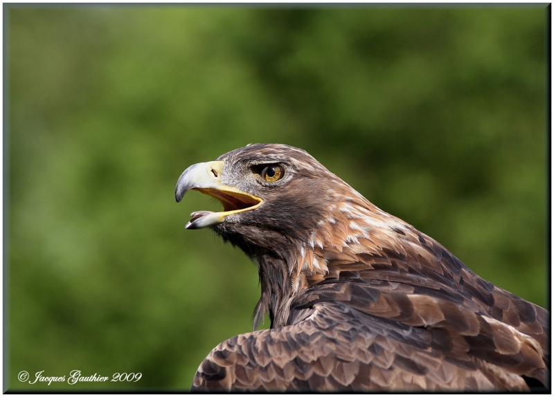 Aigle royal (Golden Eagle)