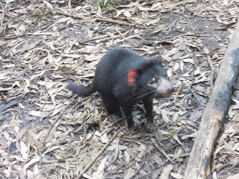 Tasmanian Devil