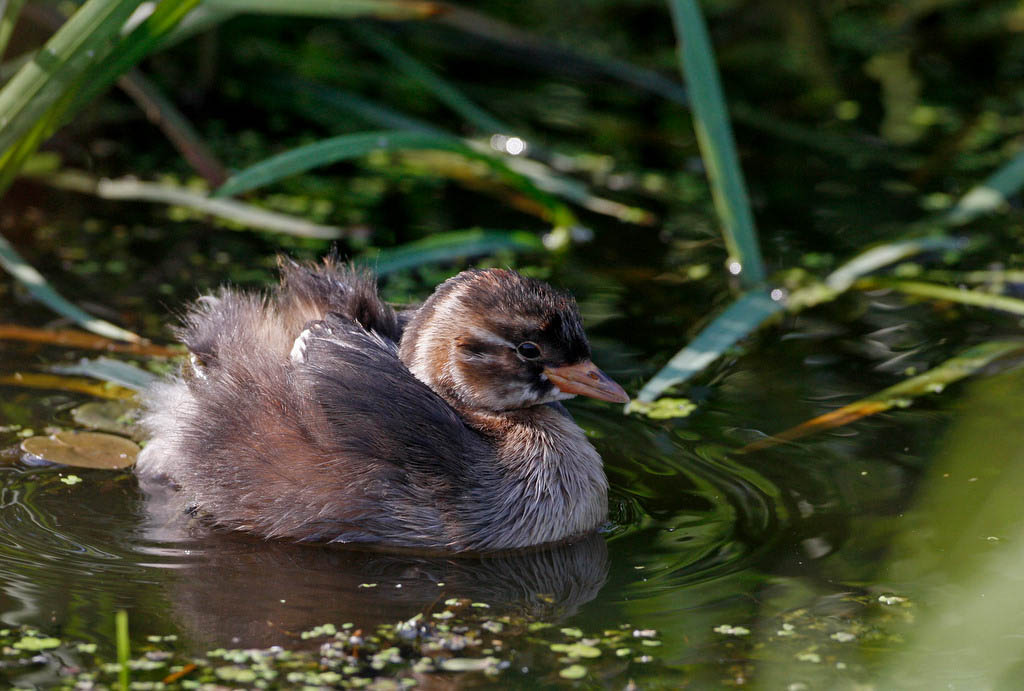 Dodaars/Little Grebe (juv.)