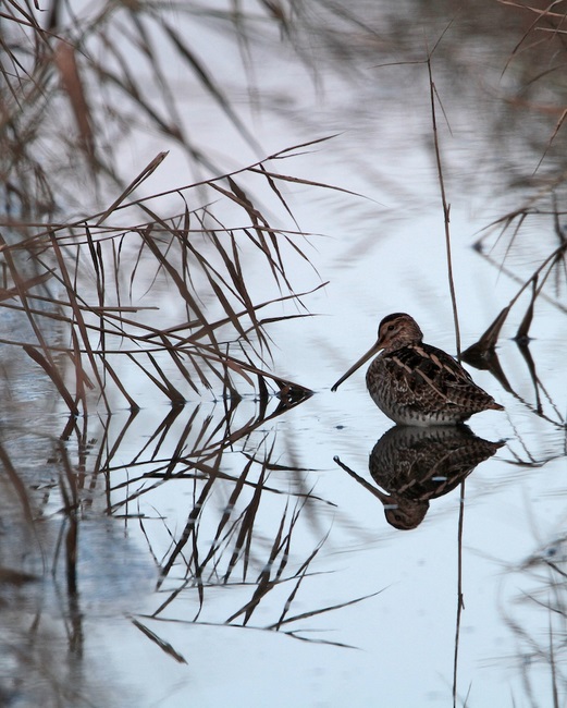 Watersnip/Snipe