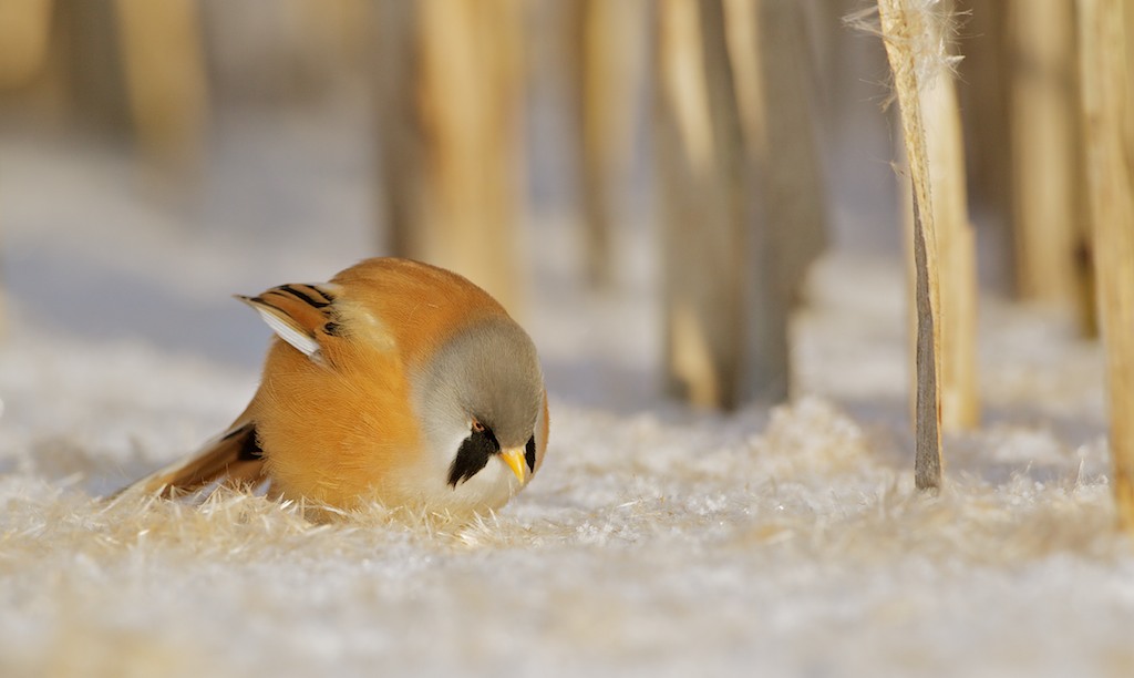 Baardmannetje/Bearded Tit