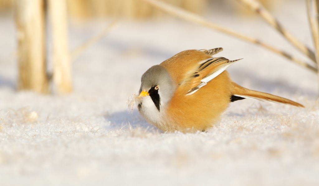 Baardmannetje/Bearded Tit