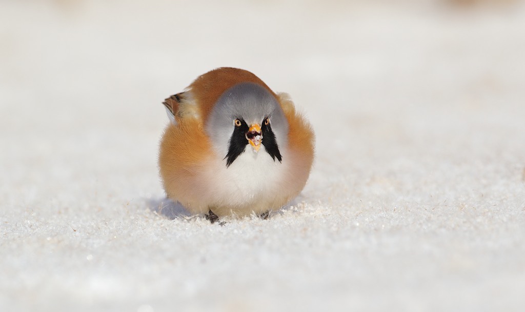 Baardmannetje/Bearded Tit