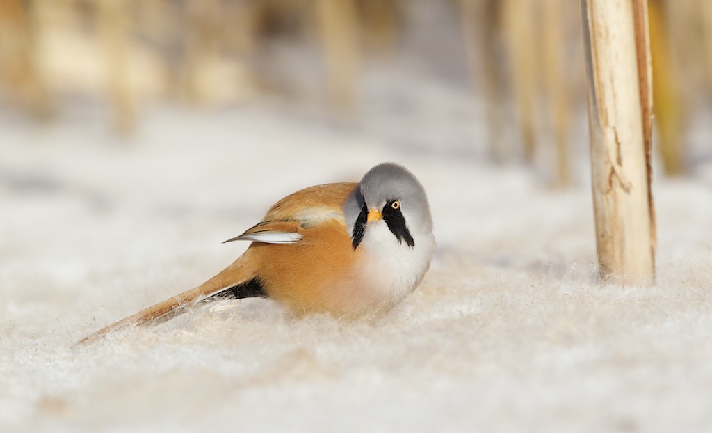Baardmannetje/Bearded Tit