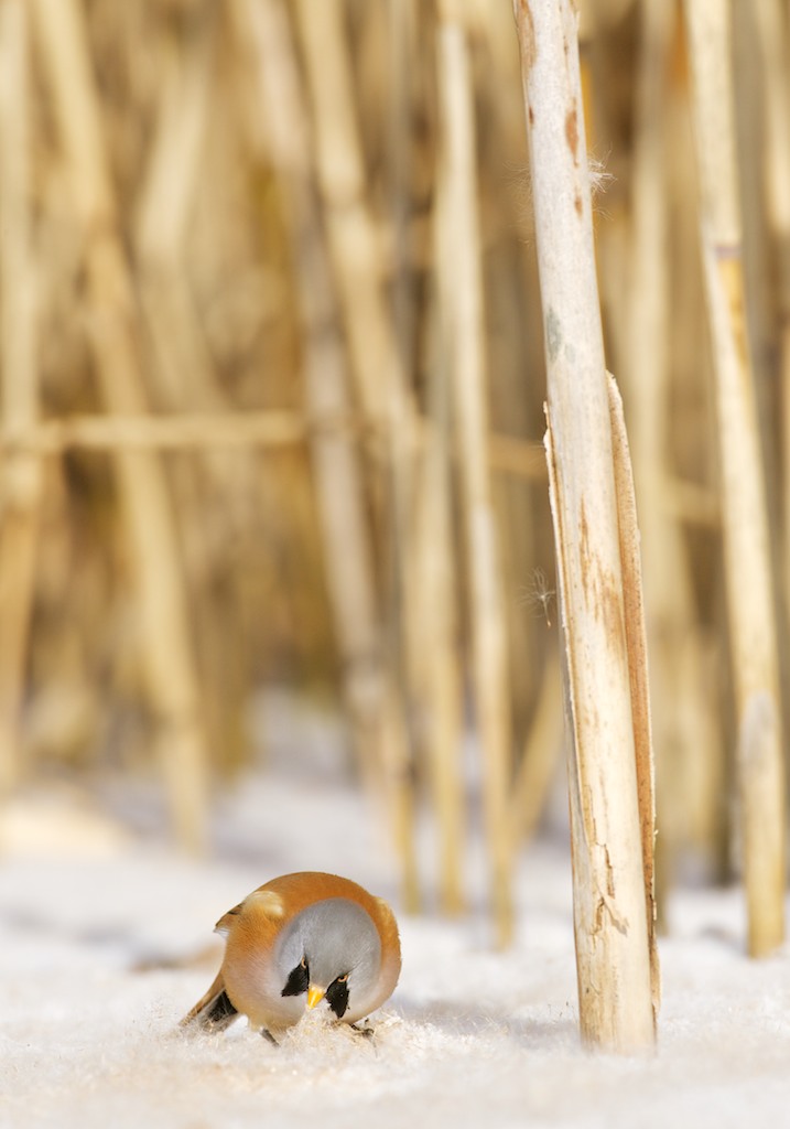 Baardmannetje/Bearded Tit